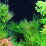植栽から23日目（トリミングから18日目）　マツモ